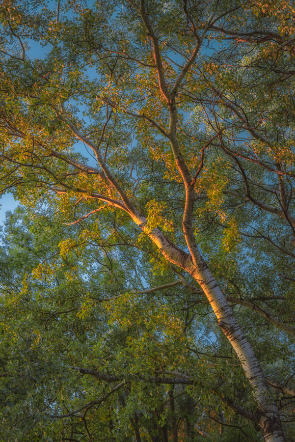Goodnight Kiss, Baggersee Ingolstadt, 2020