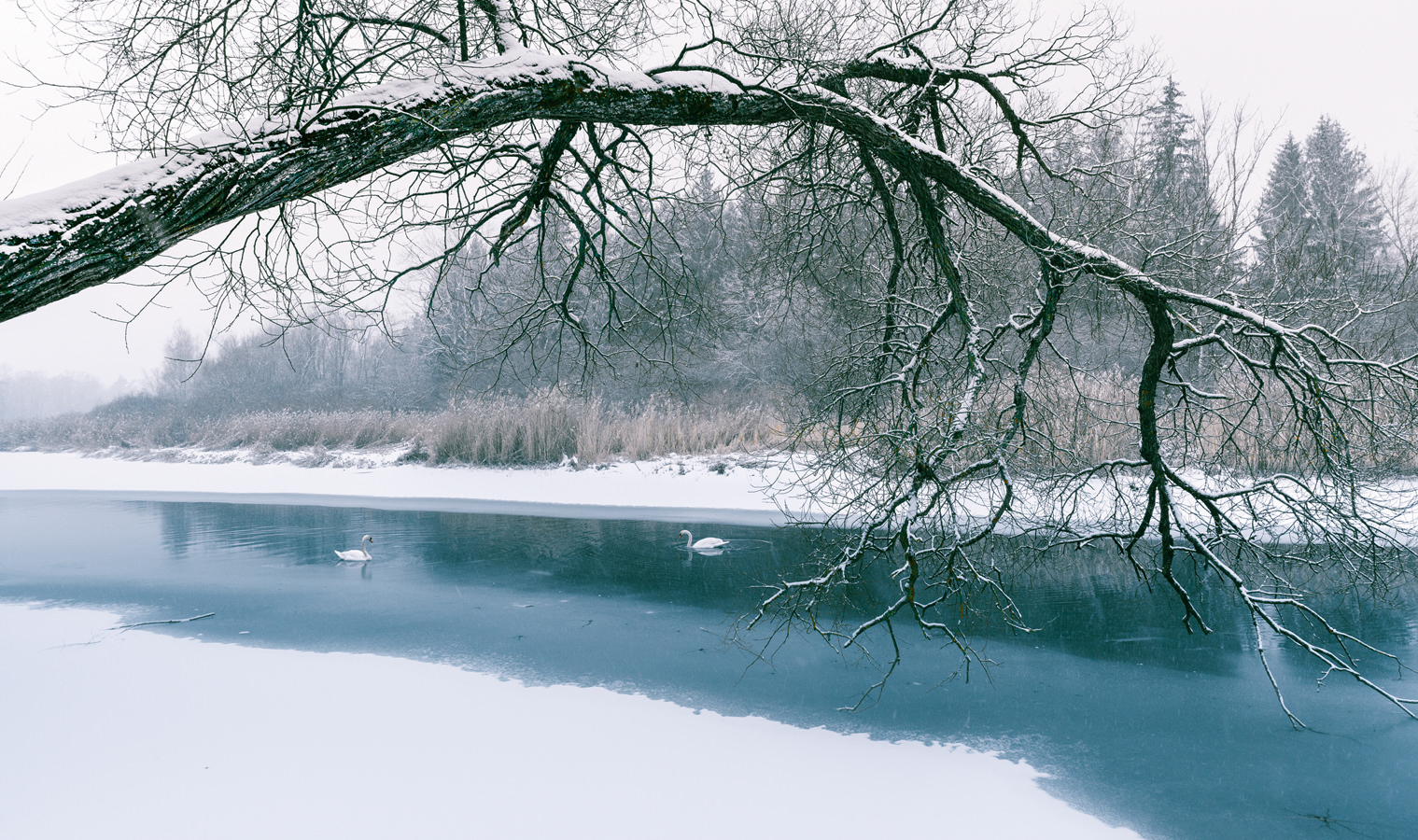 Swan at first sight I, Weichering, 2021