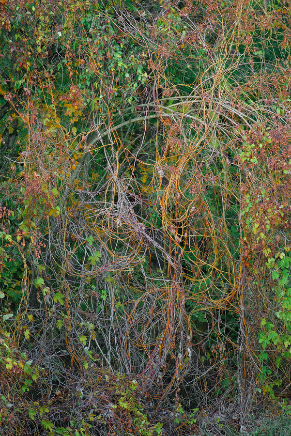The Altar,along Donau, 2023