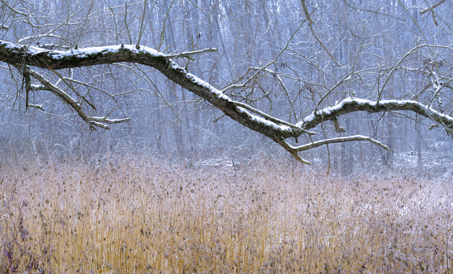 Winter's Pulse, along Donau, 2021