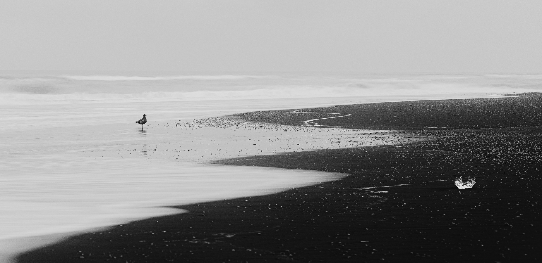 Black Bird, Iceland, 2018